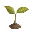 Coffee Plant - Sprout