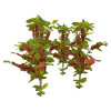 Coffee Plant - Harvestable