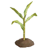 Corn - Sprout