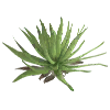 Aloe Vera - Harvestable