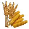 Grain