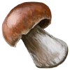 Mushrooms