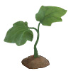 Pumpkin - Sprout