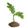 Tomato - Sprout